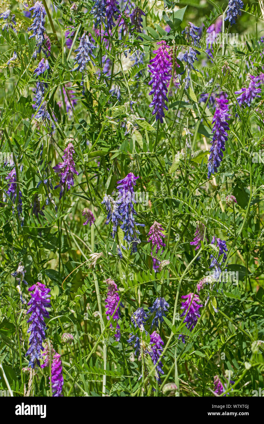 Tufted Vetch (Vicia cracca) Greenwich Peninsula Ecology Park July Stock Photo