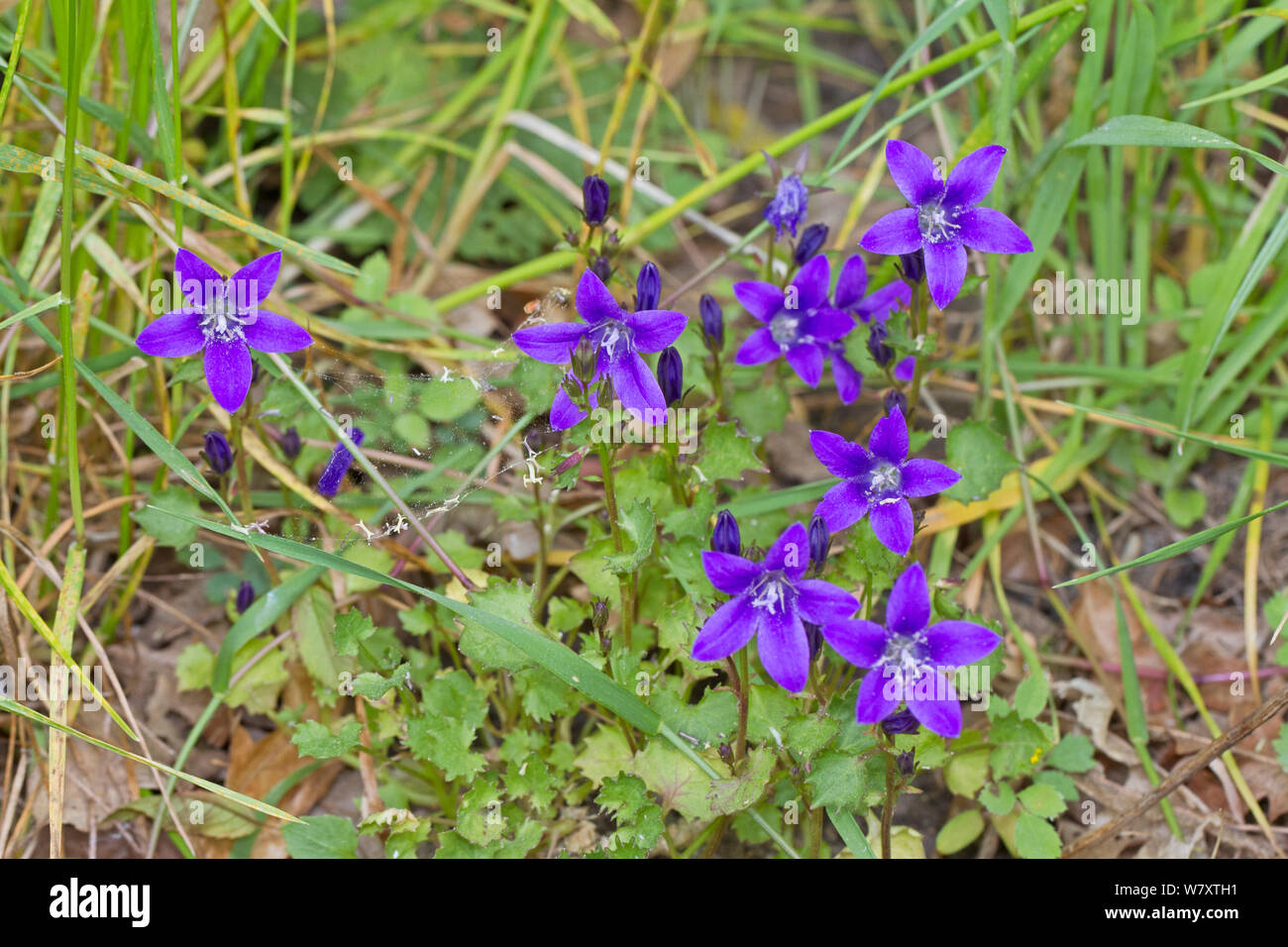 Bellflower (Campanula) Brockley cemetery, Lewisham, South East London