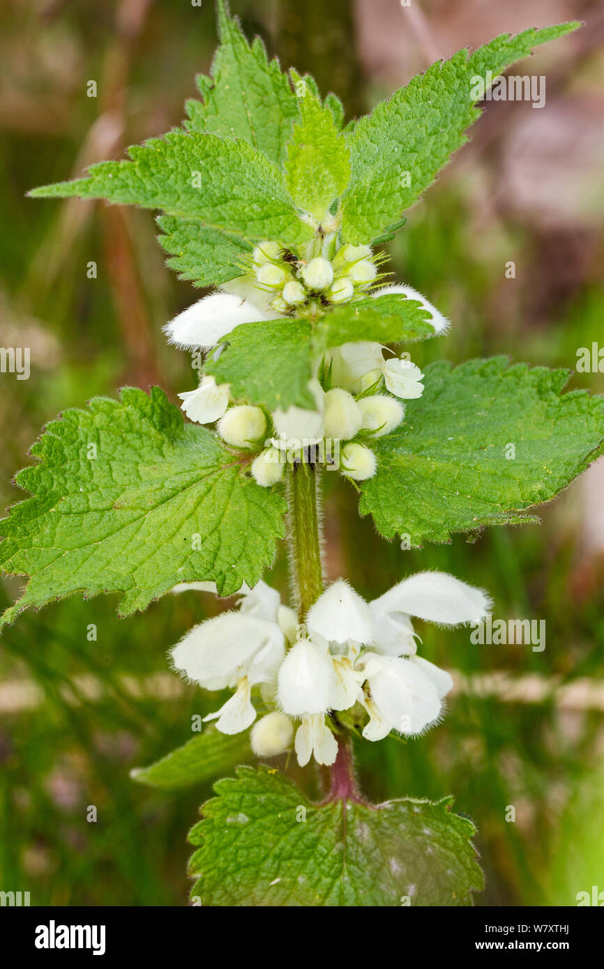 White Dead-nettle (Lamium album) WWT London Wetland Centre, Barn Elms