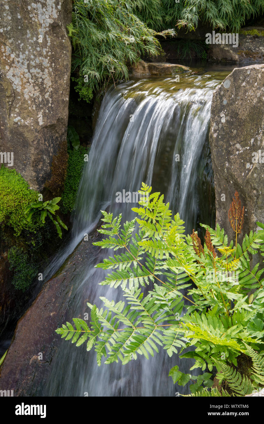 Royal Fern (Osmunda regalis) Botanic Garden, Surrey, England, June 2014. Stock Photo