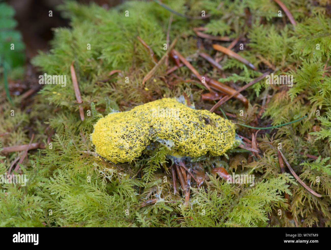 Slime mould (Physarum cinereum) Snowdonia, north Wales, UK, July. Stock Photo