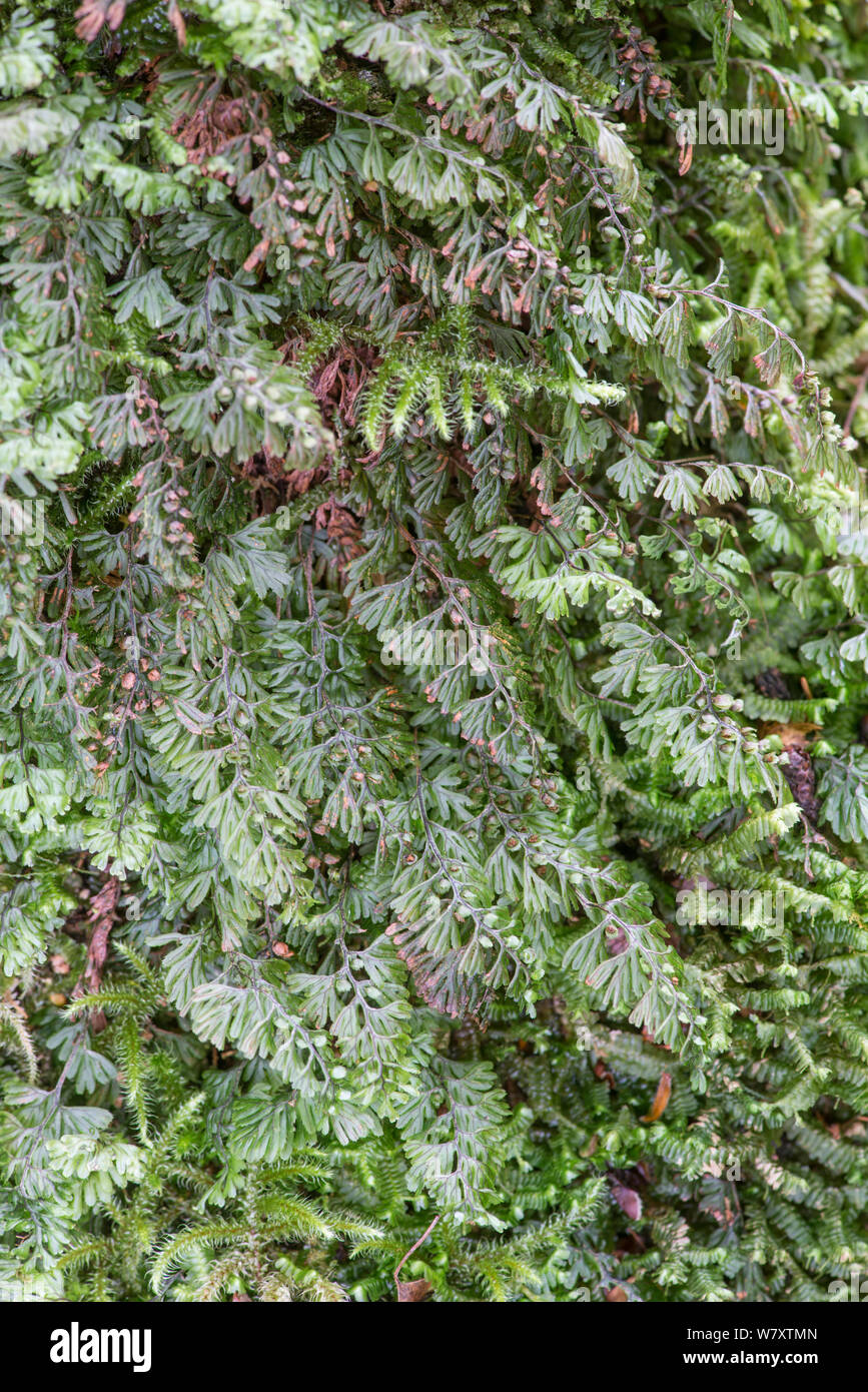 Wilson&#39;s Filmy Fern (Hymenophyllum wilsonii) Snowdonia, north Wales, UK, July. Stock Photo
