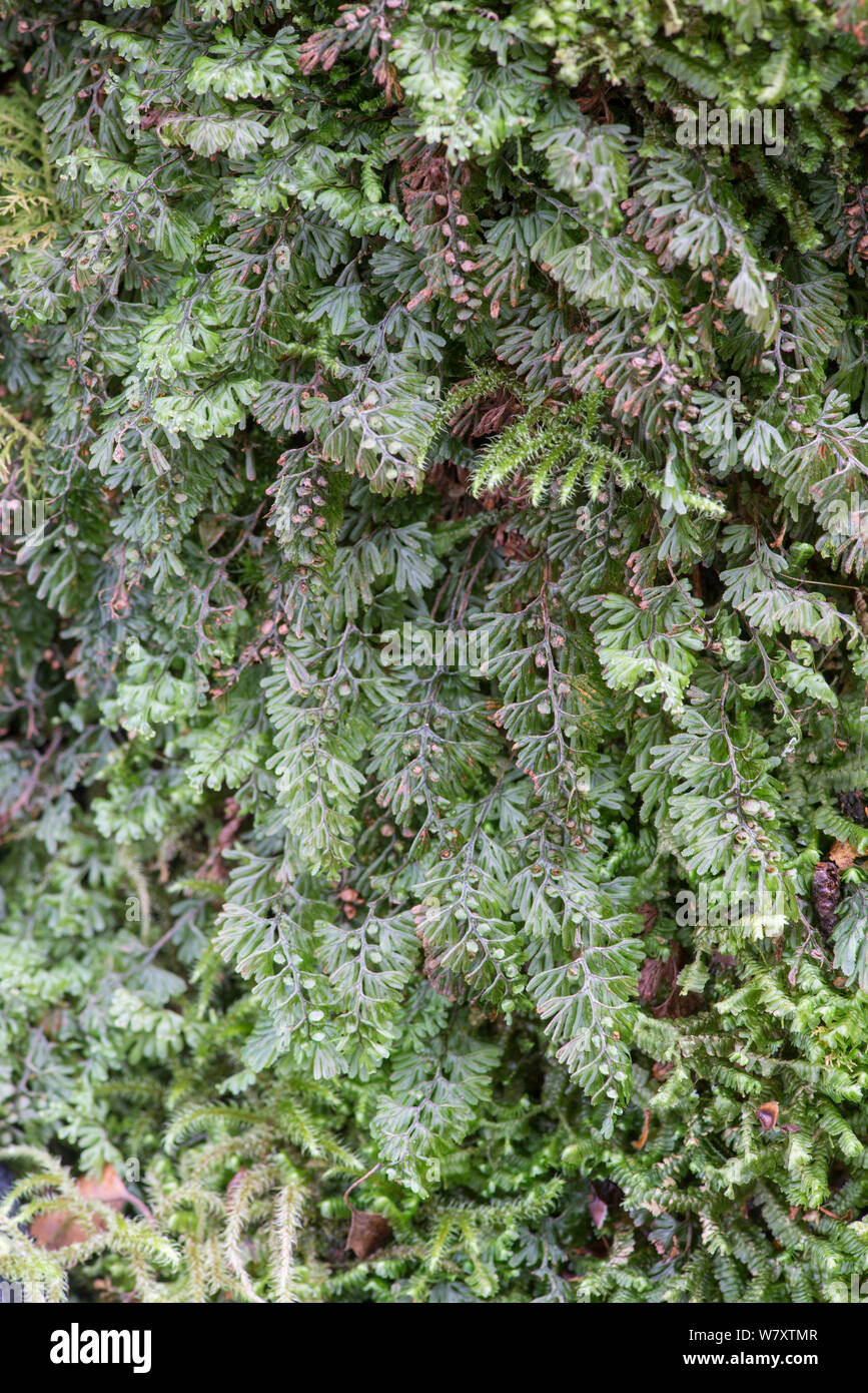 Wilson&#39;s Filmy Fern (Hymenophyllum wilsonii) Snowdonia, north Wales, UK, July. Stock Photo