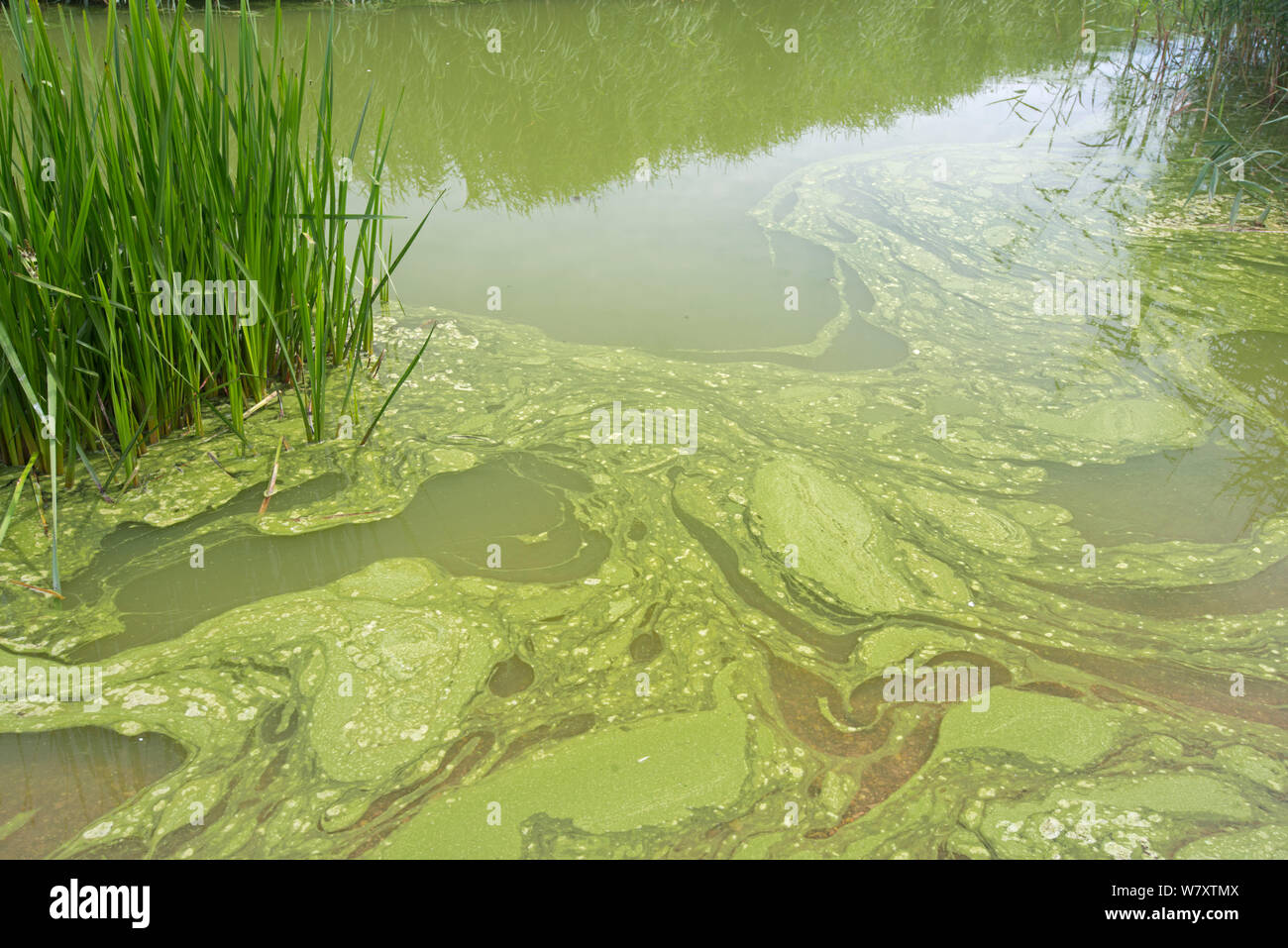 BlueGreen Algae (Cyanobacteria) bloom on Slapton Ley, Devon, England. This bacteria produces
