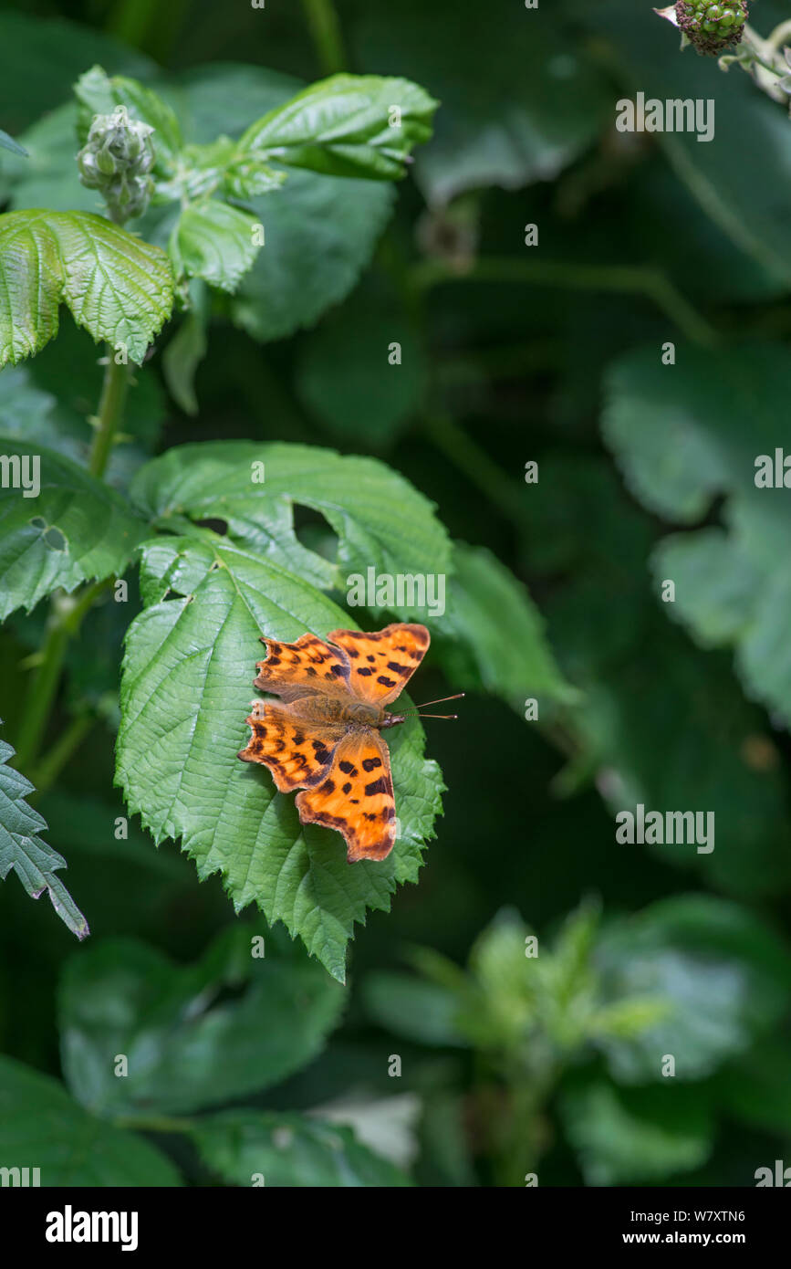 Comma Butterfly, (Polygonia c-album) Surrey, England, June. Stock Photo