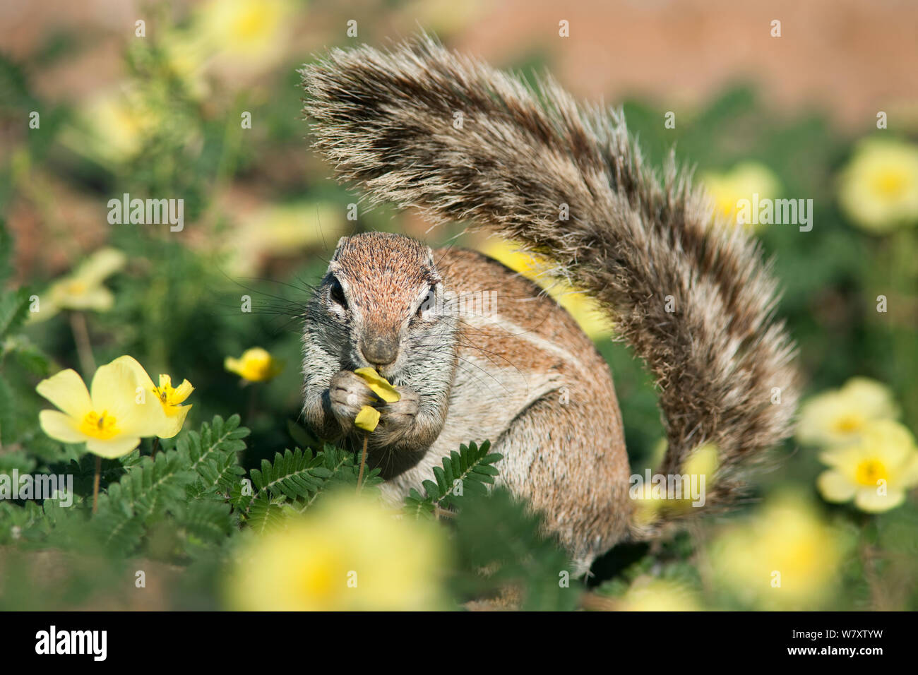Ground squirrel (Xerus inauris) feeding in Devil&#39;s thorn flowers (Tribulus terrestris) Kgalagadi Transfrontier Park, Northern Cape, South Africa. Stock Photo