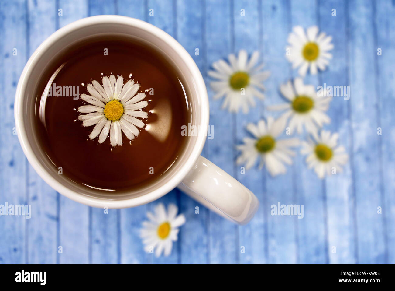 Chamomile tea in a white cup and daisy flowers on a blue wooden table, healing herbal drink Stock Photo