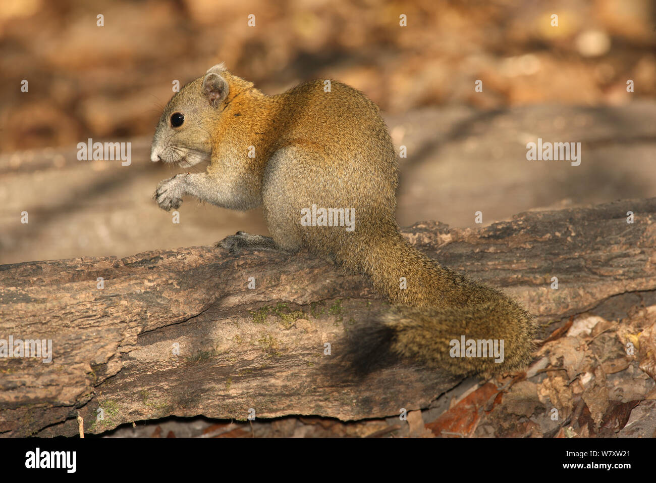 Grey bellied squirrel (Callosciurus caniceps) feeding, Thailand ...