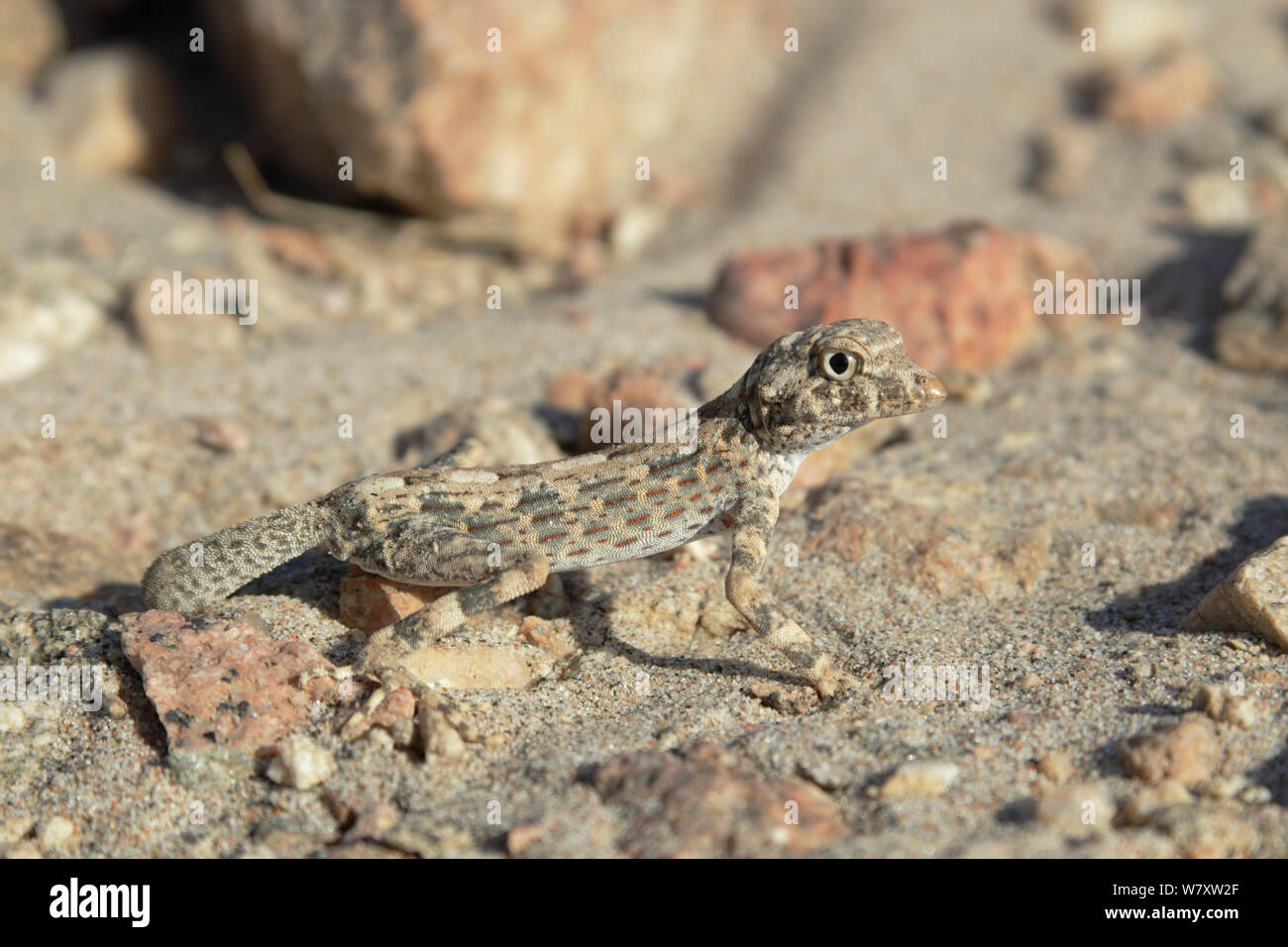 Carter&#39;s day gecko (Pristurus carteri) among rocks, Oman, December Stock Photo