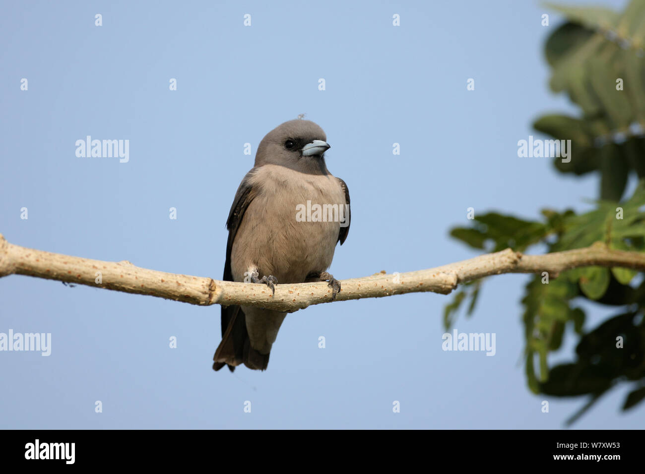 Ashy woodswallow (Artamus fuscus) on branch, Thailand, February Stock Photo