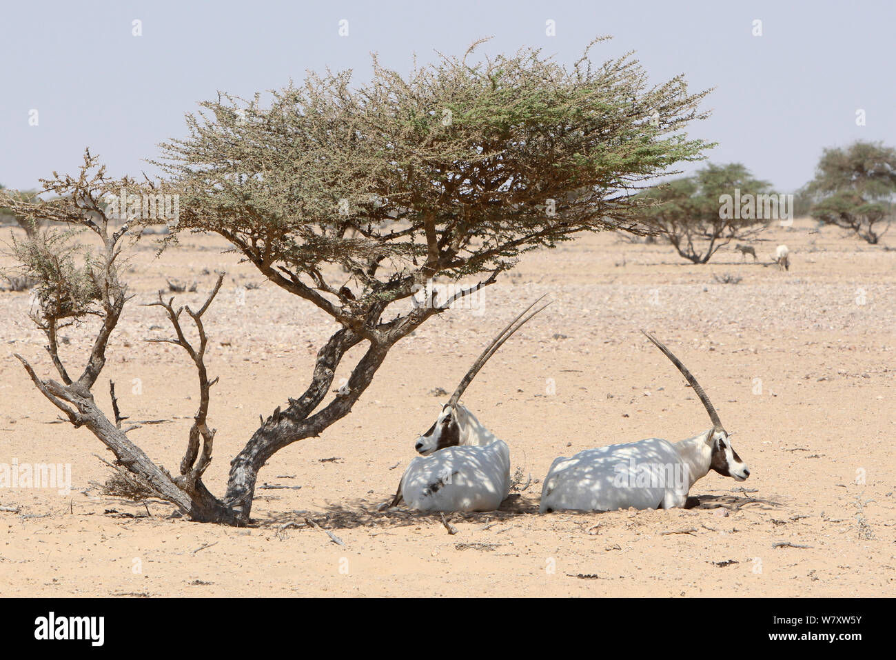 Arabian oryx (Oryx leucoryx) two resting under Acacia, Oman, November. Taken within large enclosure within protected area. Stock Photo