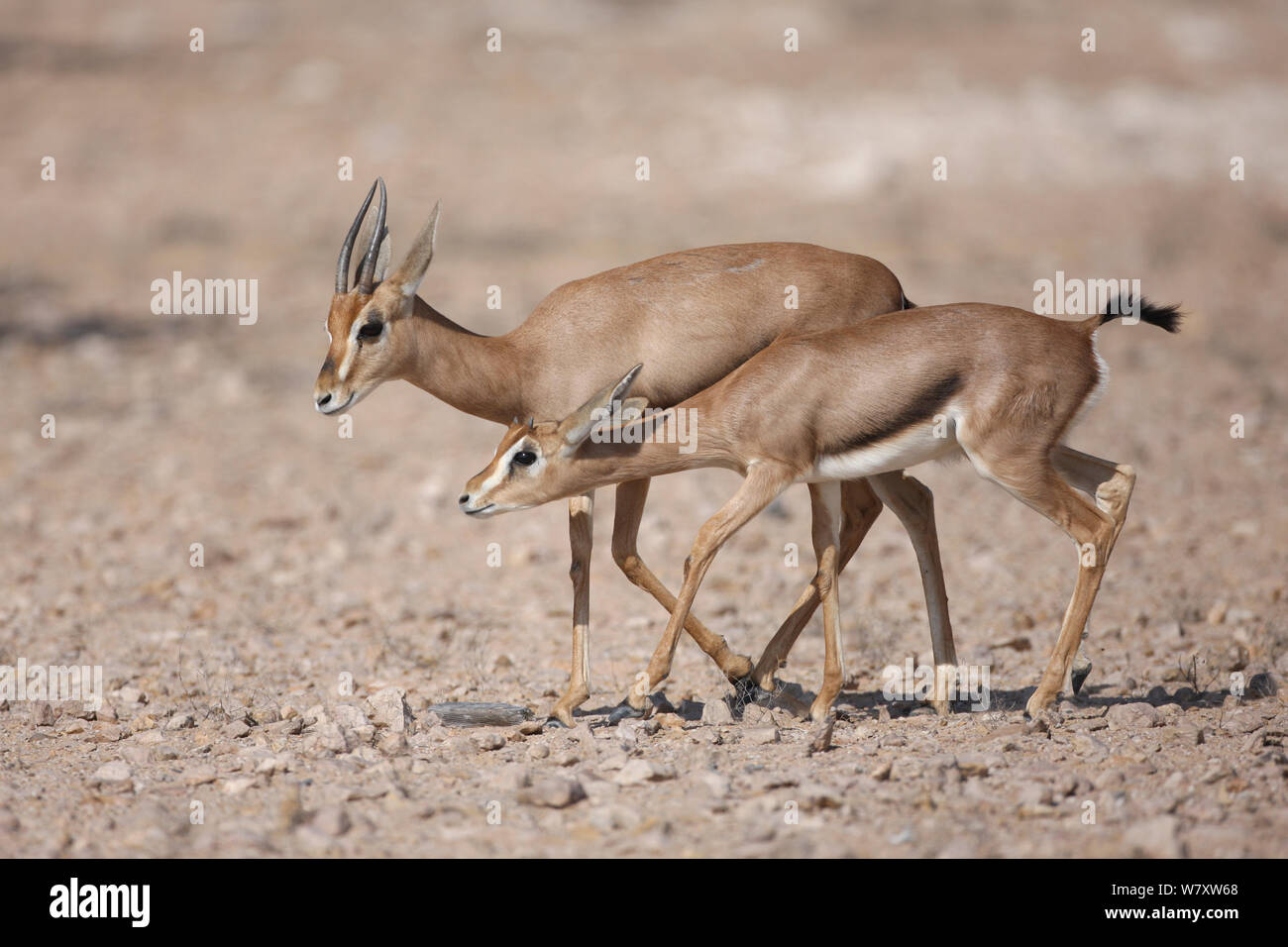 Arabian gazelle (Gazella gazella) young and adult, Oman, November Stock ...