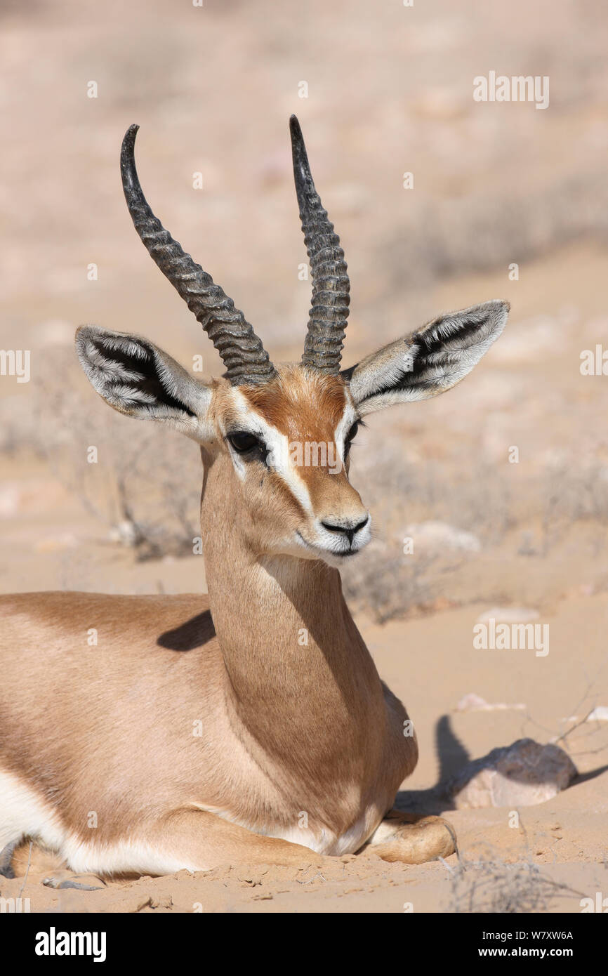 Arabian gazelle (Gazella gazella) resting, Oman, November Stock Photo