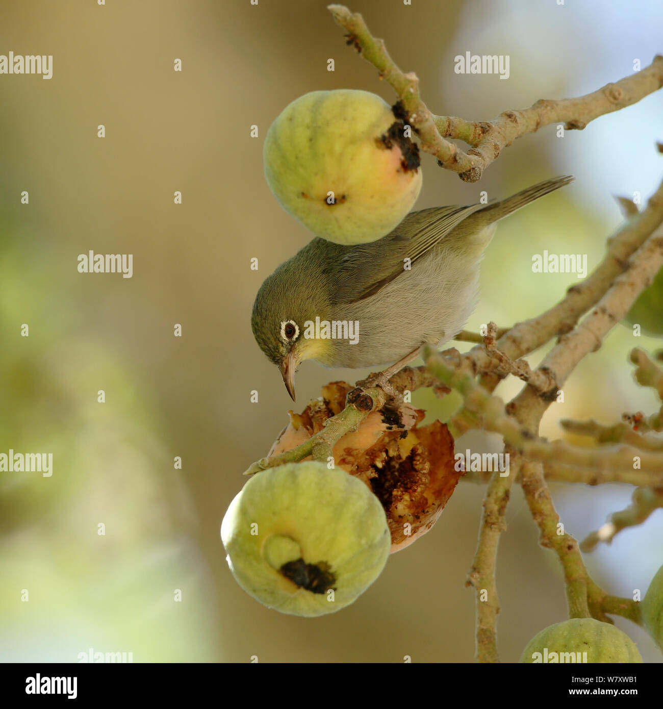 Abyssinian white eye (Zosterops abyssinicus) eating figs, Oman, February Stock Photo