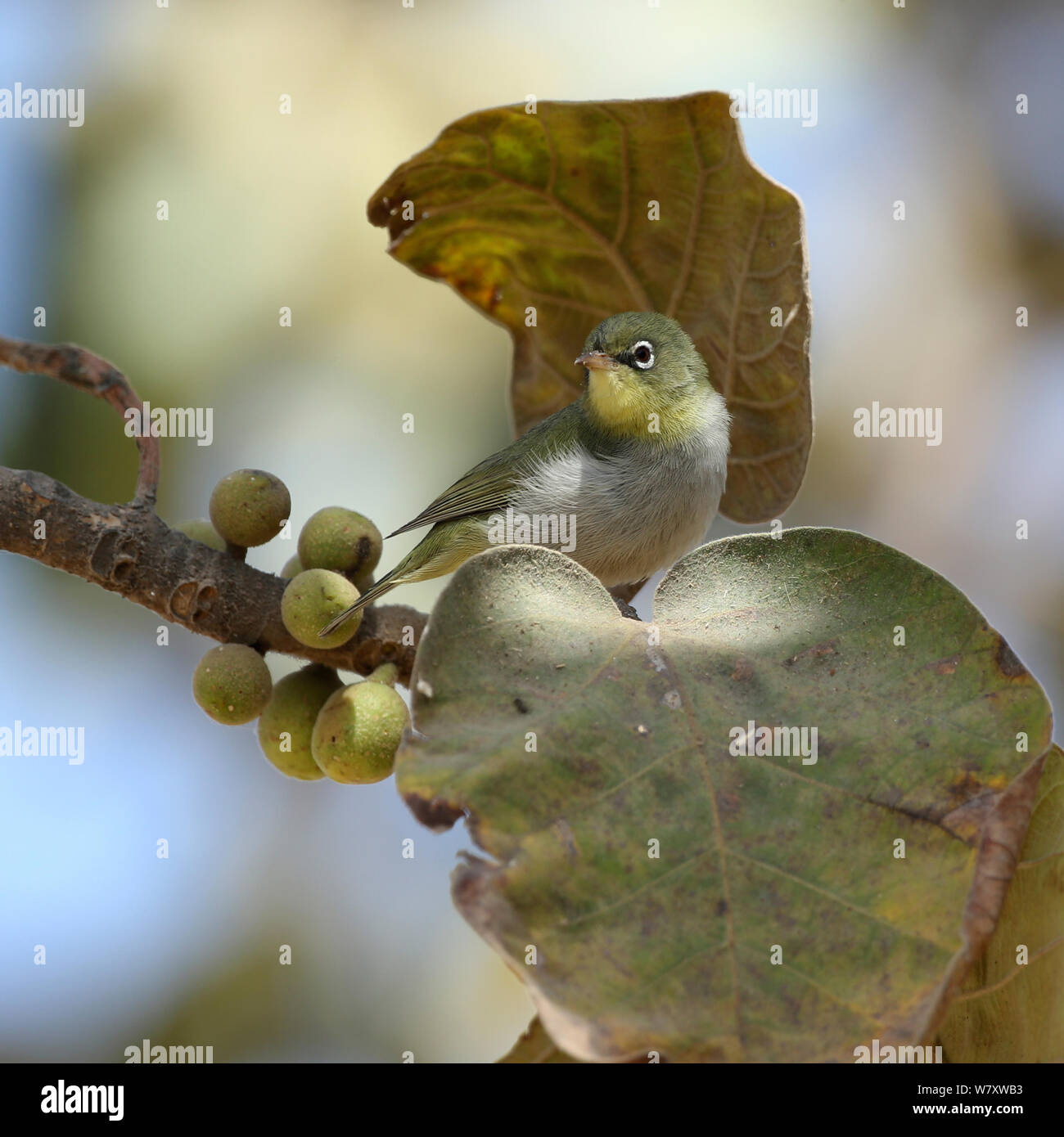 Abyssinian white eye (Zosterops abyssinicus) in fig tree, Oman, February Stock Photo