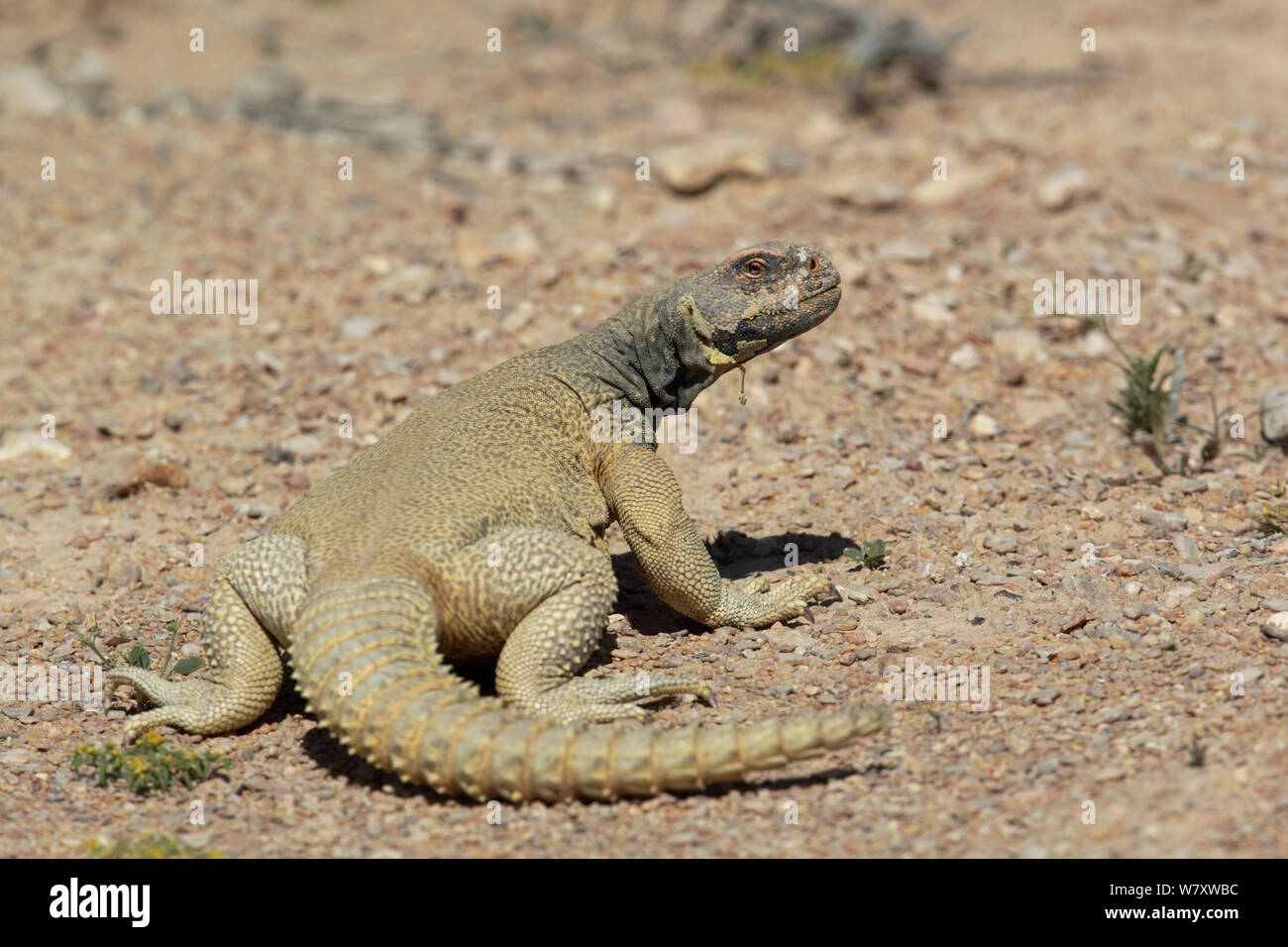 Spiny tailed lizard (Uromastyx aegyptia microlepis) Oman, January Stock Photo