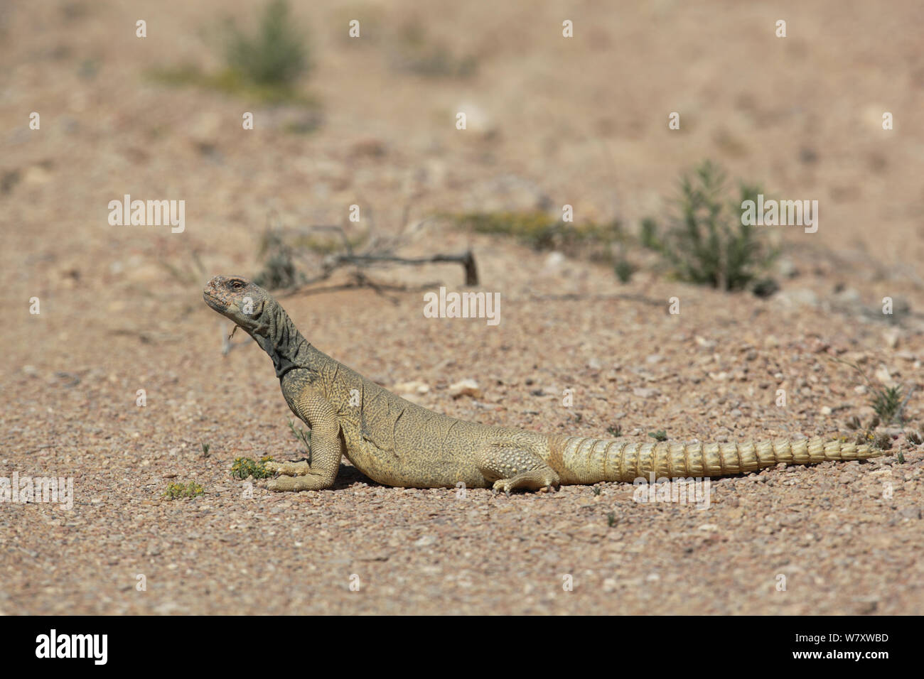Spiny tailed lizard (Uromastyx aegyptia microlepis) Oman, January Stock Photo