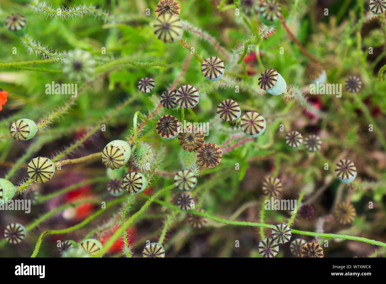 Common poppy (Papaver rhoeas) seed heads, England, June Stock Photo Alamy