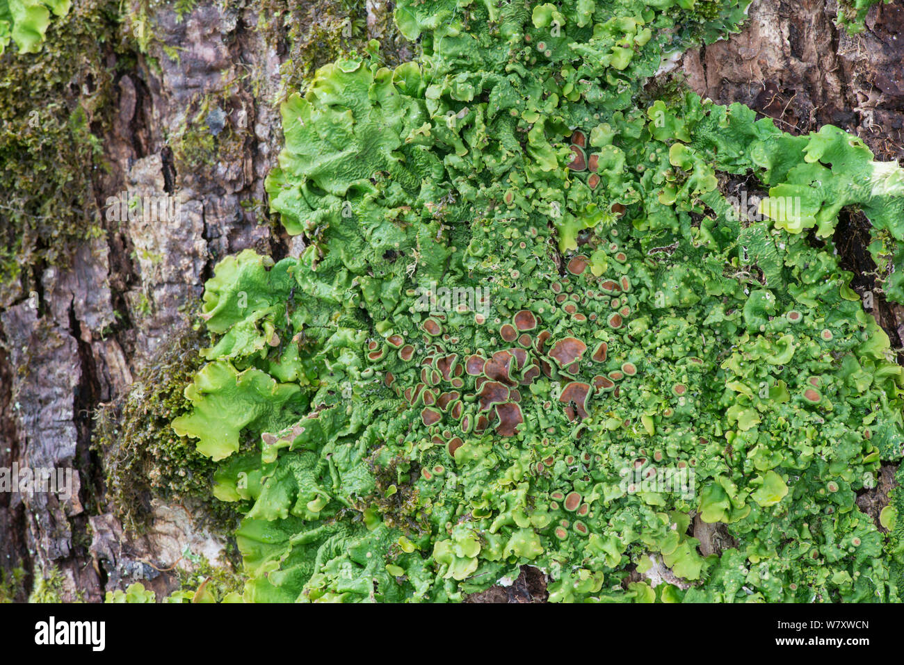 Lichen (Lobaria virens) on bark, Torridon, Scotland, June. Stock Photo