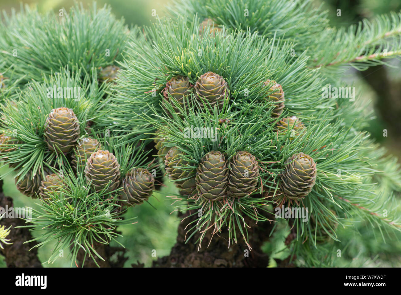 Larch (Larix kaempferi) cones. Botanic Garden, Surrey, England, June. Stock Photo