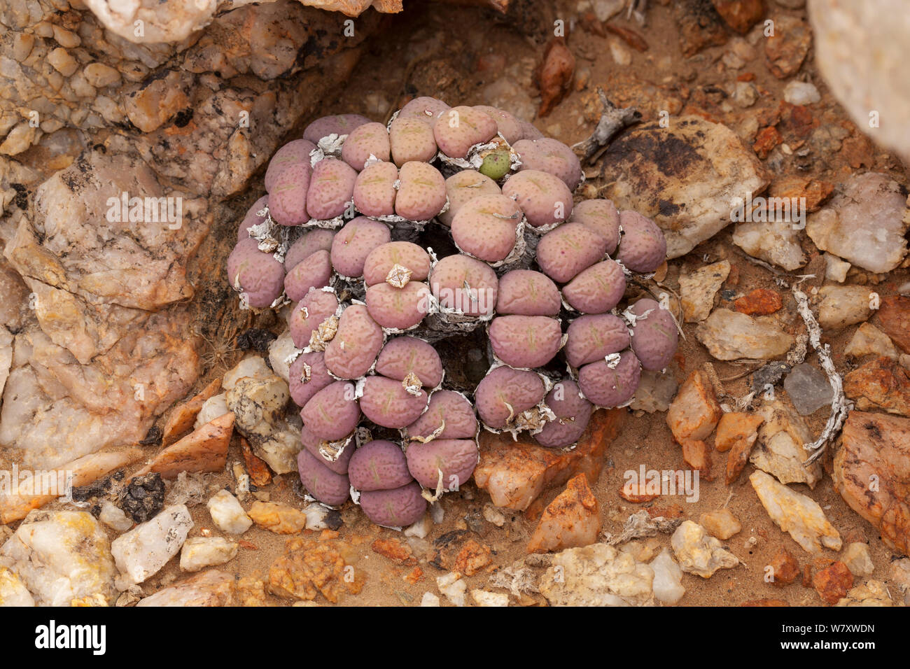 Succulent (Conophytum sp, possibly C. minutum) Richtersveld, South Africa. Stock Photo