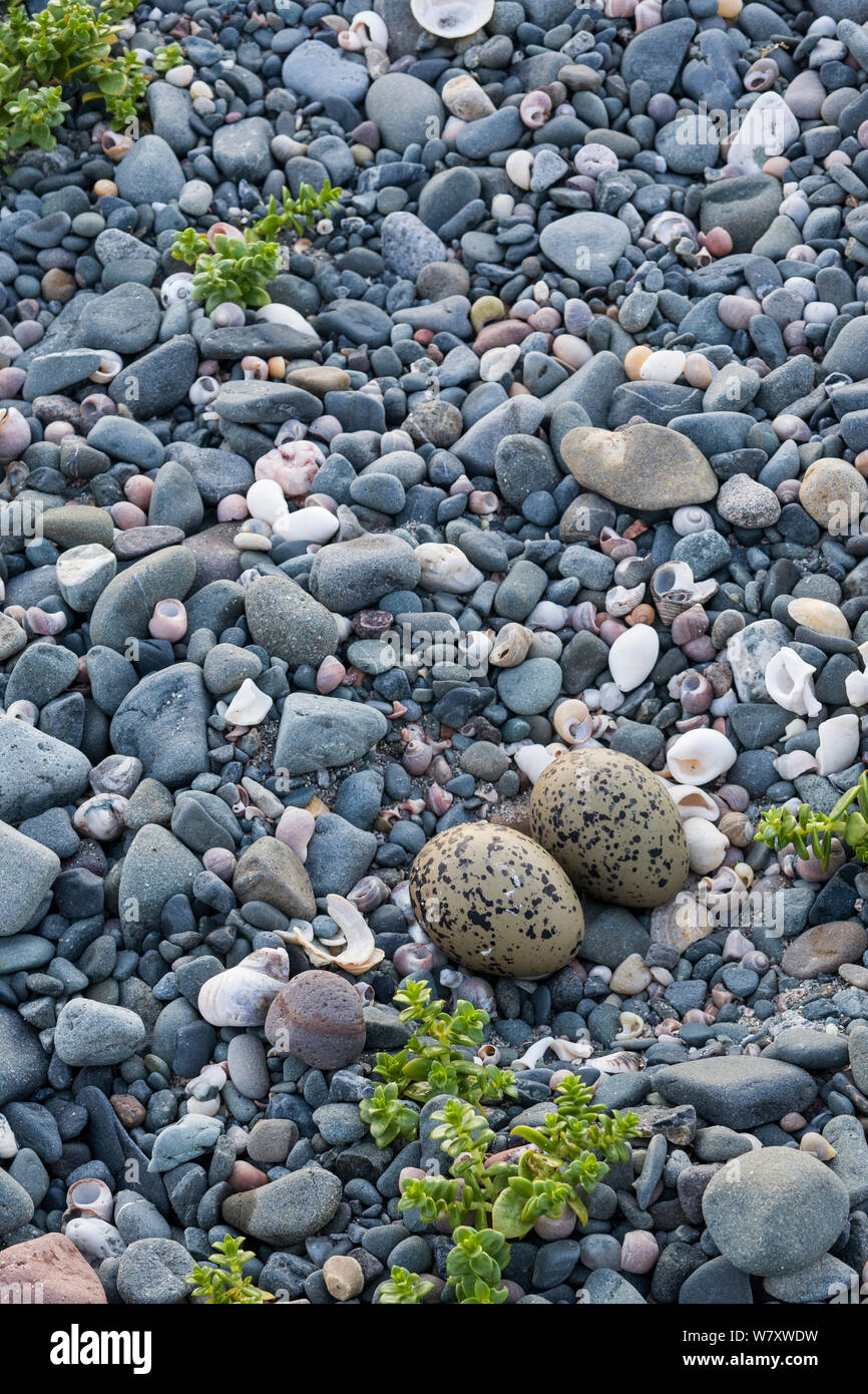 Oystercatcher (Haematopus ostralegus) eggs in abandoned nest, Dumfries and Galloway, Scotland, June. Stock Photo