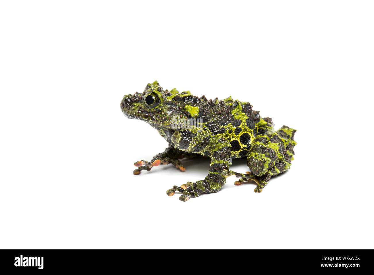 Two-coloured mossy frog / Chapa bug-eyed frog (Theloderma bicolor) Captive, endemic to Vietnam. Endangered species. Stock Photo