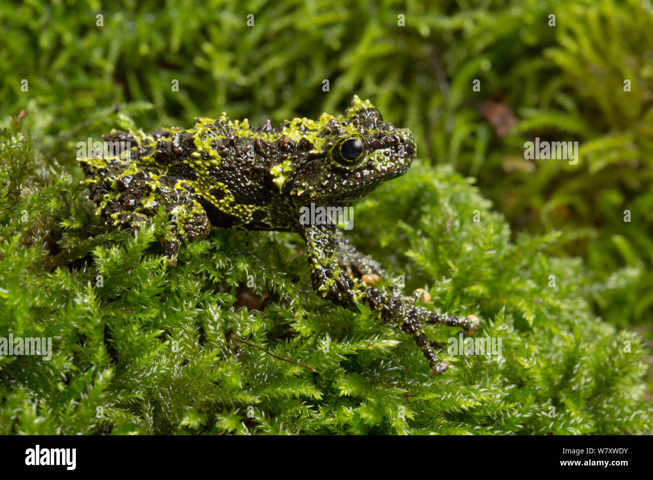 Two-coloured mossy frog / Chapa bug-eyed frog (Theloderma bicolor) Captive, endemic to Vietnam. Endangered species. Stock Photo