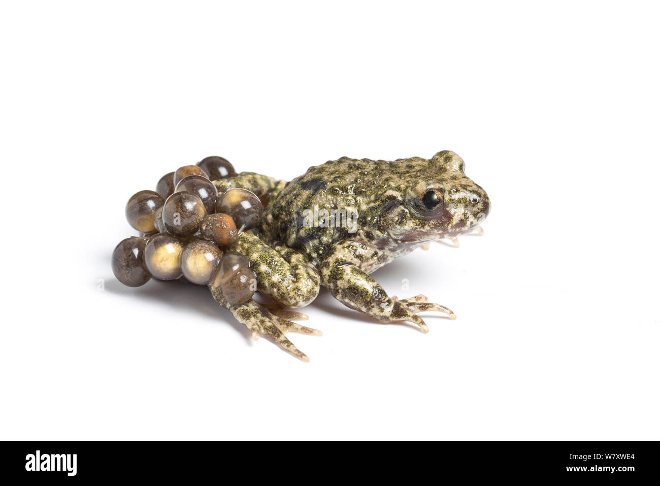 Midwife toad (Alytes obstetricans) male carrying eggs in advanced stage of development, South Yorkshire, UK, June. Introduced species in the UK, occurs in Europe. Stock Photo