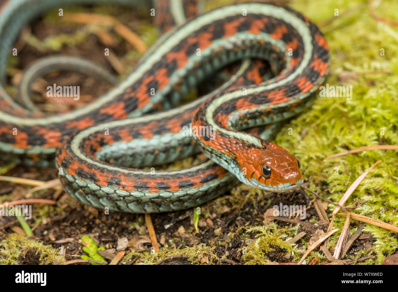 California Garden Snake
