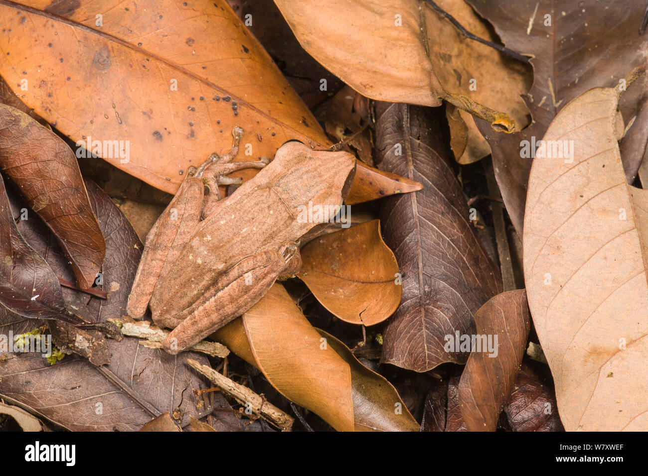 Four-lined treefrog (Polypedates leucomystax) Bako National Park Sarawak, Borneo. Stock Photo