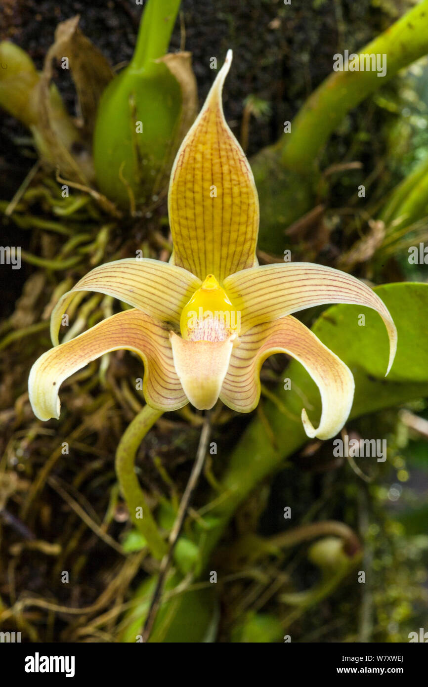 Orchid (Bulbophyllum lobbii) Sabah, Borneo. Stock Photo
