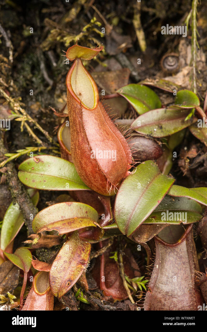 Pitcher plant (Nepenthes tentaculatum) Kinabalu National Park, Sabah ...