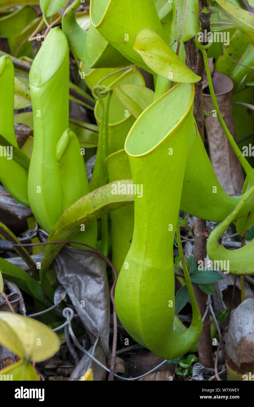 Pitcher plant (Nepenthes reinwardtiana) Sabah, Borneo Stock Photo - Alamy