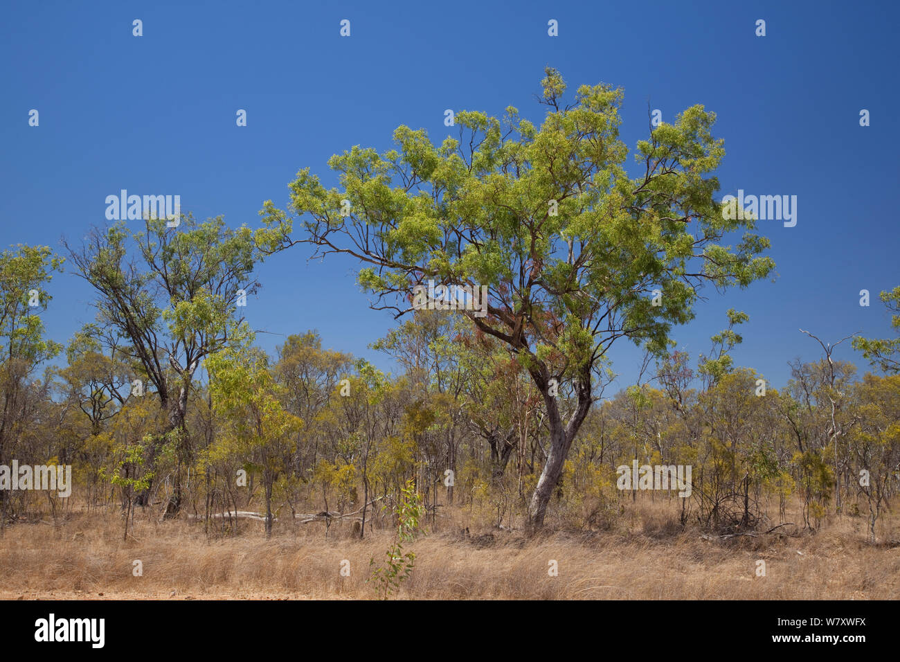 Eucalyptus woodland near Cooktown, Queensland, Australia Stock Photo