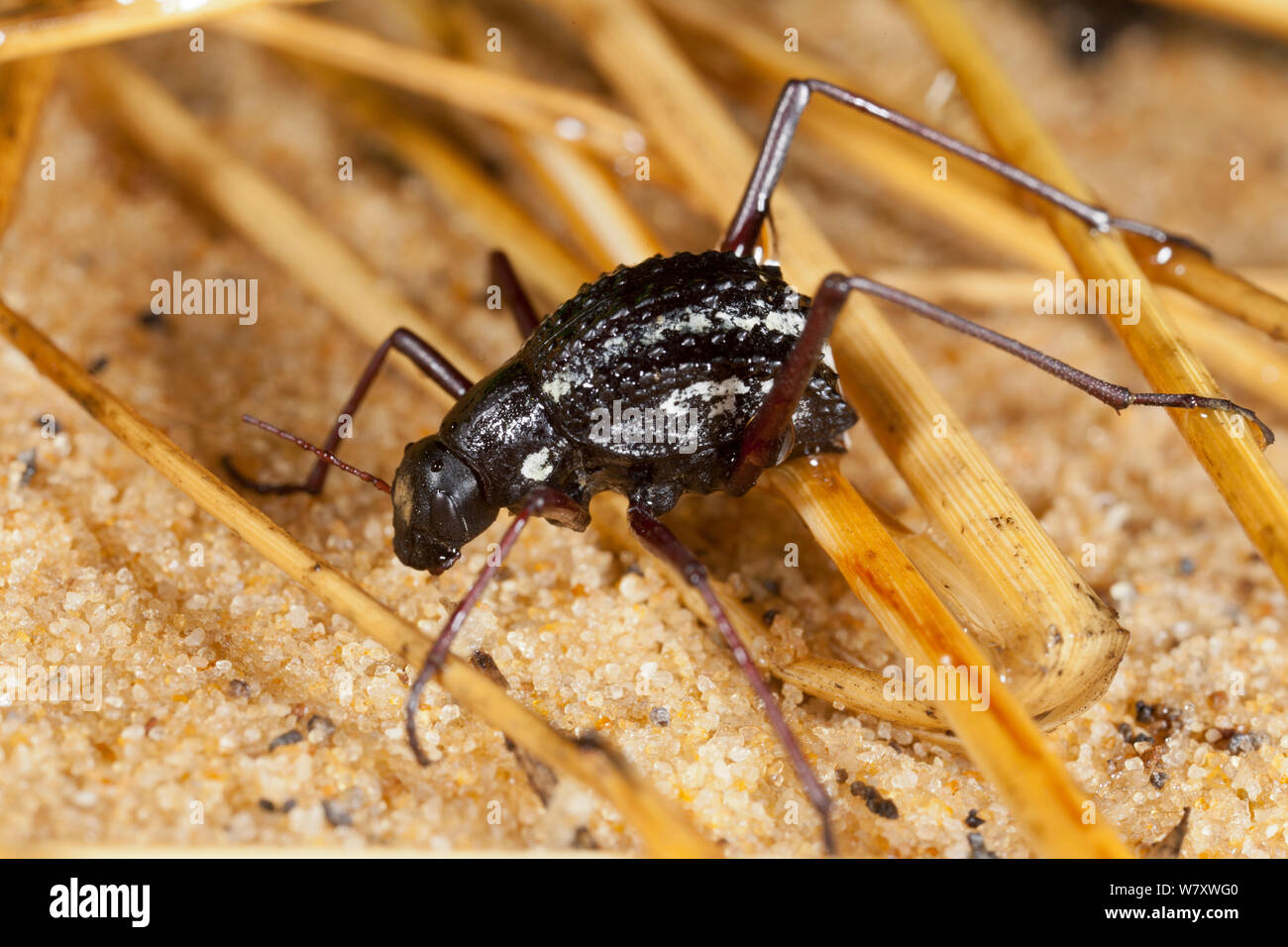 Namib Desert beetle (Stenocara gracilipes) a dew-gathering tenebrionid beetle. Twyfelfontein, Namibia. Stock Photo