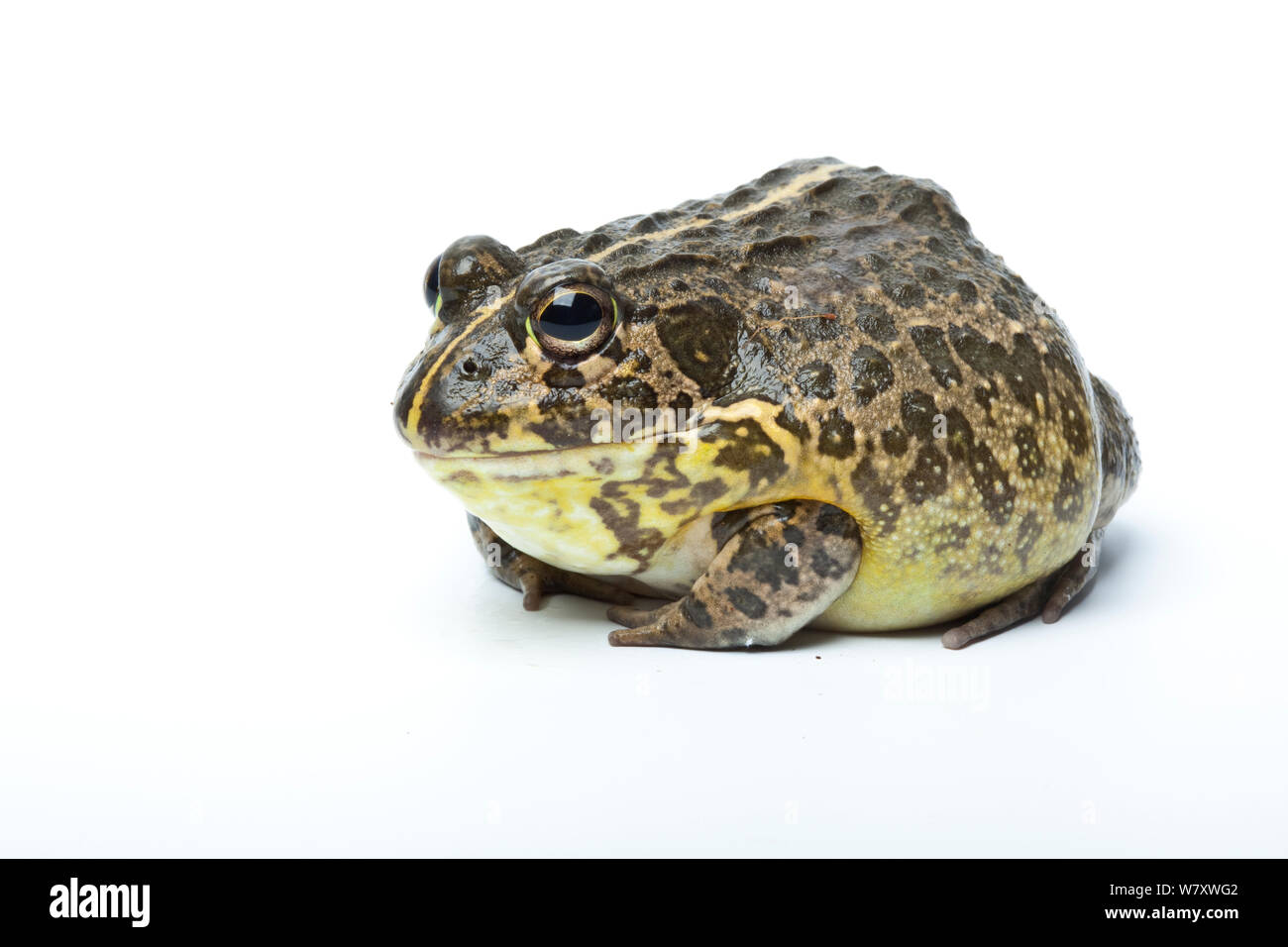 South African Dwarf Bullfrog (Pyxicephalus edulis) on white background, captive occurs in Southern Africa. Stock Photo