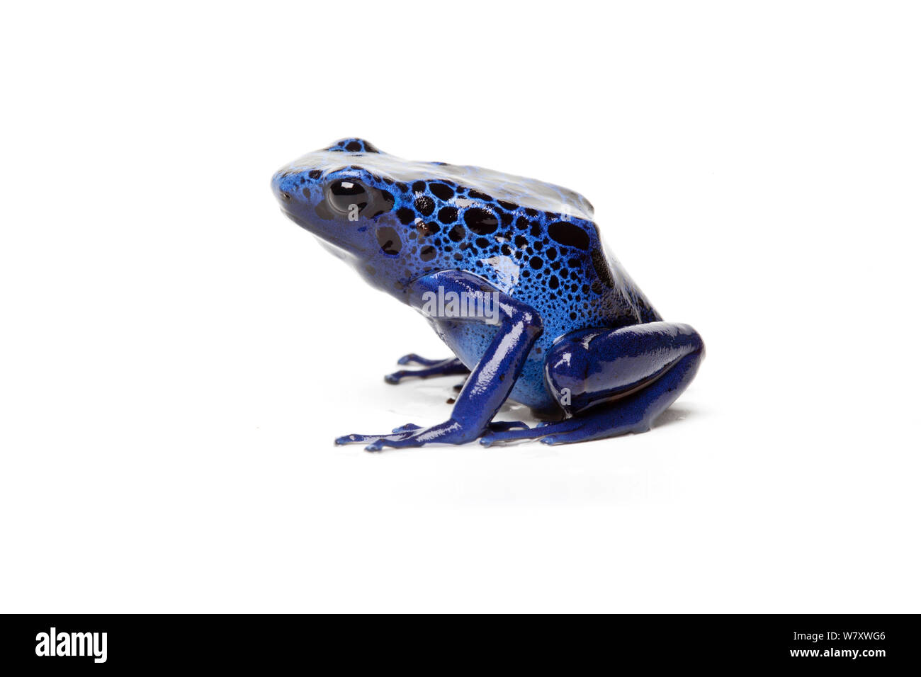 Blue Poison Dart Frog (Dendrobates azureus) on white background, captive occurs in Brazil and Suriname. Stock Photo