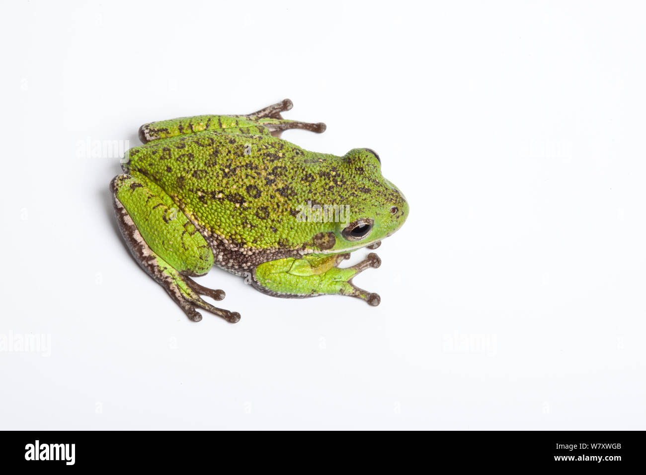 Barking tree frog (Hyla gratiosa) on white background, occurs in