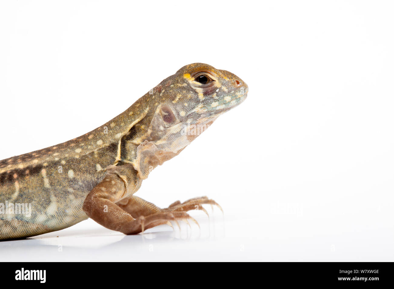 Chinese butterfly lizard (Leiolepis reevesii) on white background, captive from South East Asia. Stock Photo