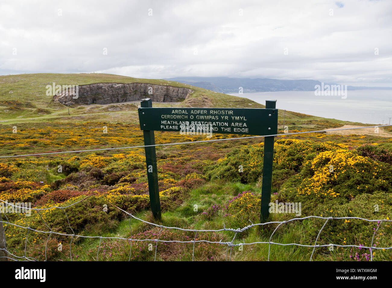 Fenced off Heathland restoration area with information sign,  The Bishop&#39;s Quarry, Great Orme, North Wales, UK, August. Stock Photo