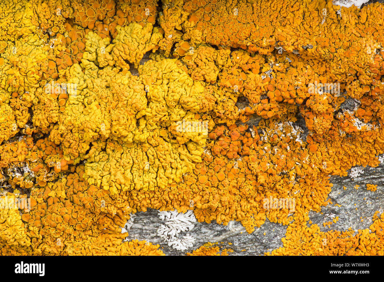 Yellow Lichen (Xanthoria parietina) Valgrisenche, Italian Alps, Italy, July. Stock Photo