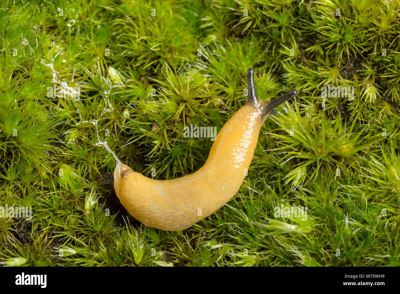 Lemon slug (Malacolimax tenellus ) UK. Stock Photo