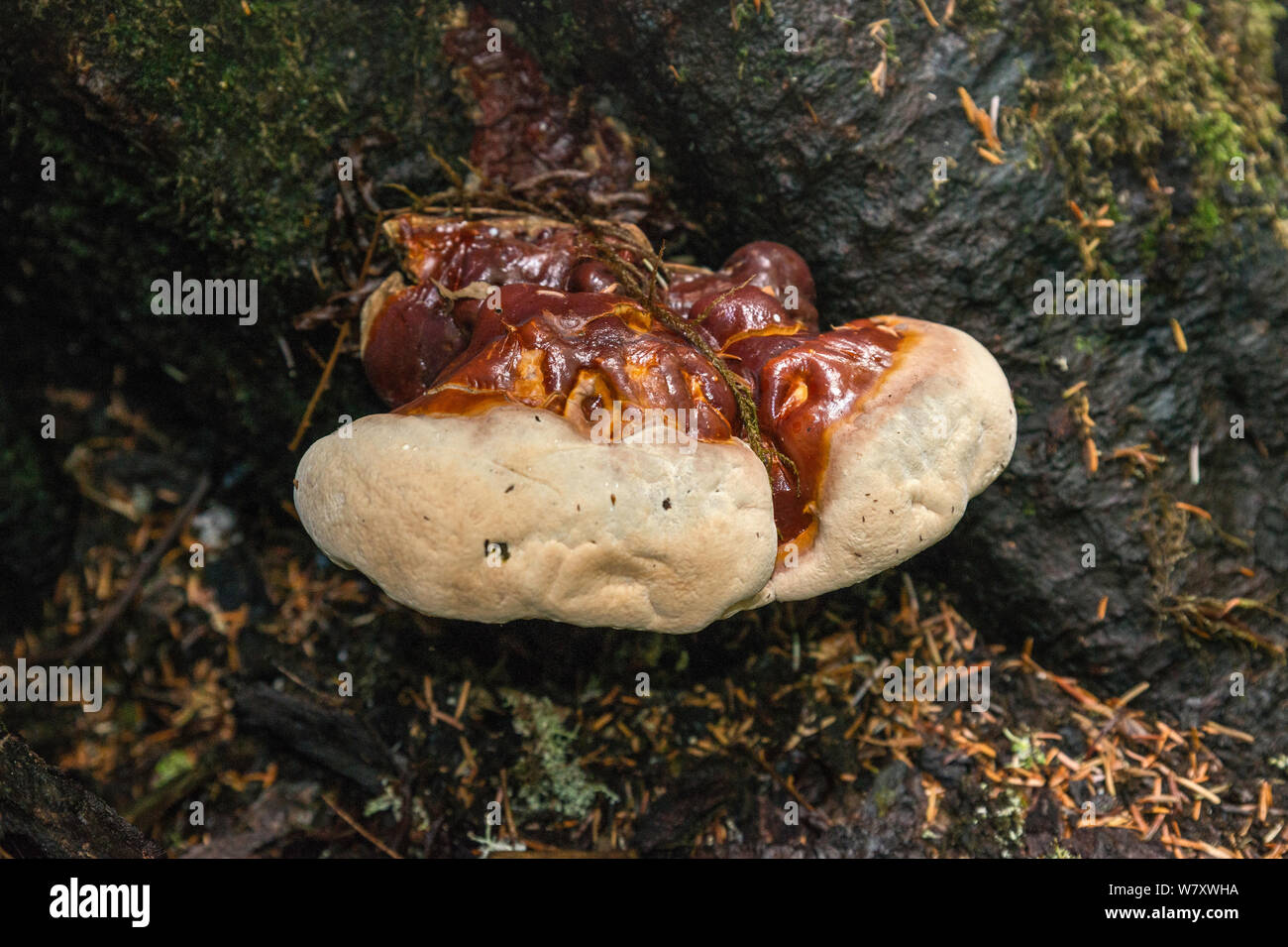 Polypore aka bracket fungi, or shelf fungi, growing on tree stump at Denny Creek Trail to Melakwa Lake, North Cascades, Washington state, USA Stock Photo