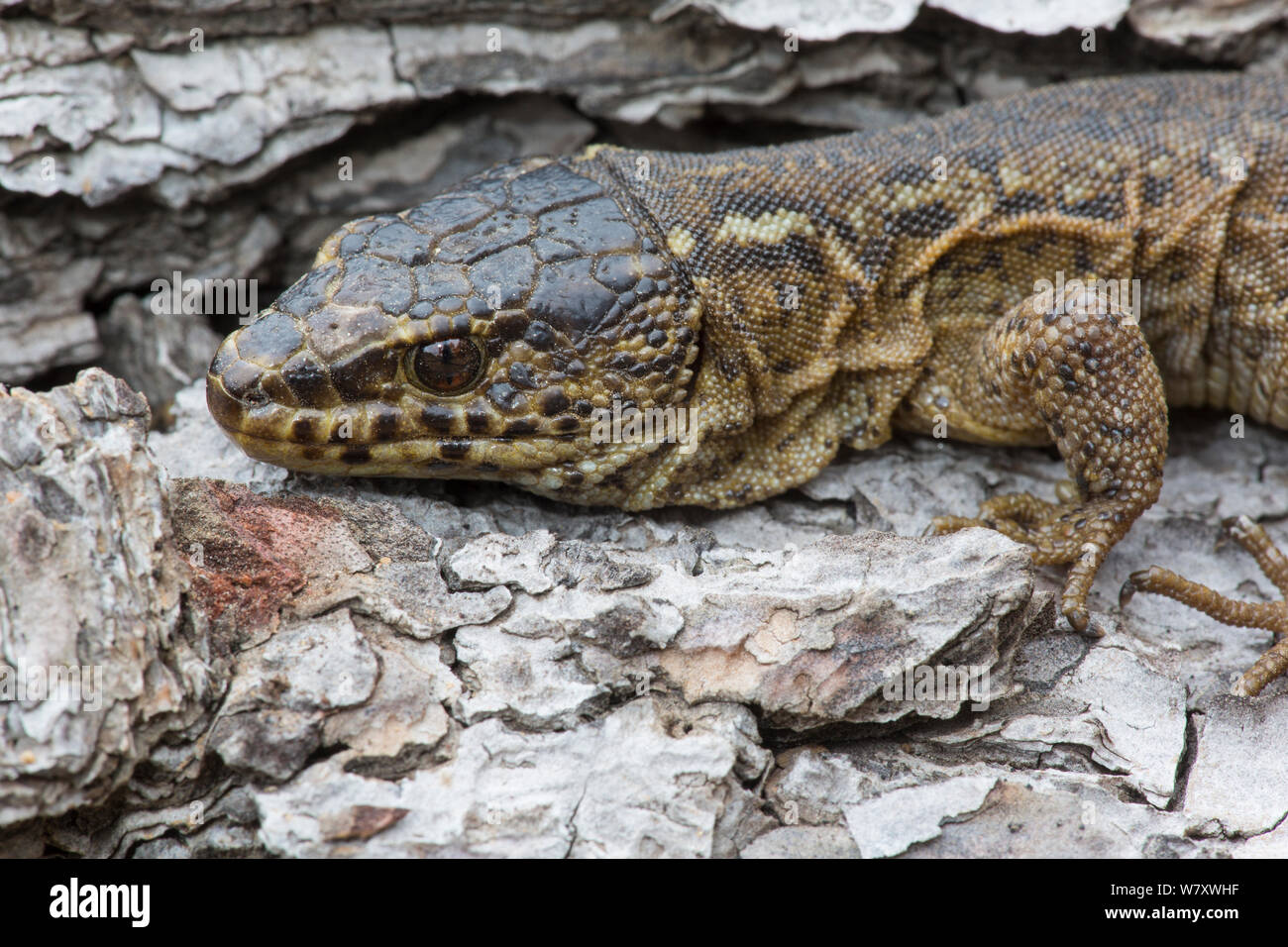 Xantusiidae hi-res stock photography and images - Alamy