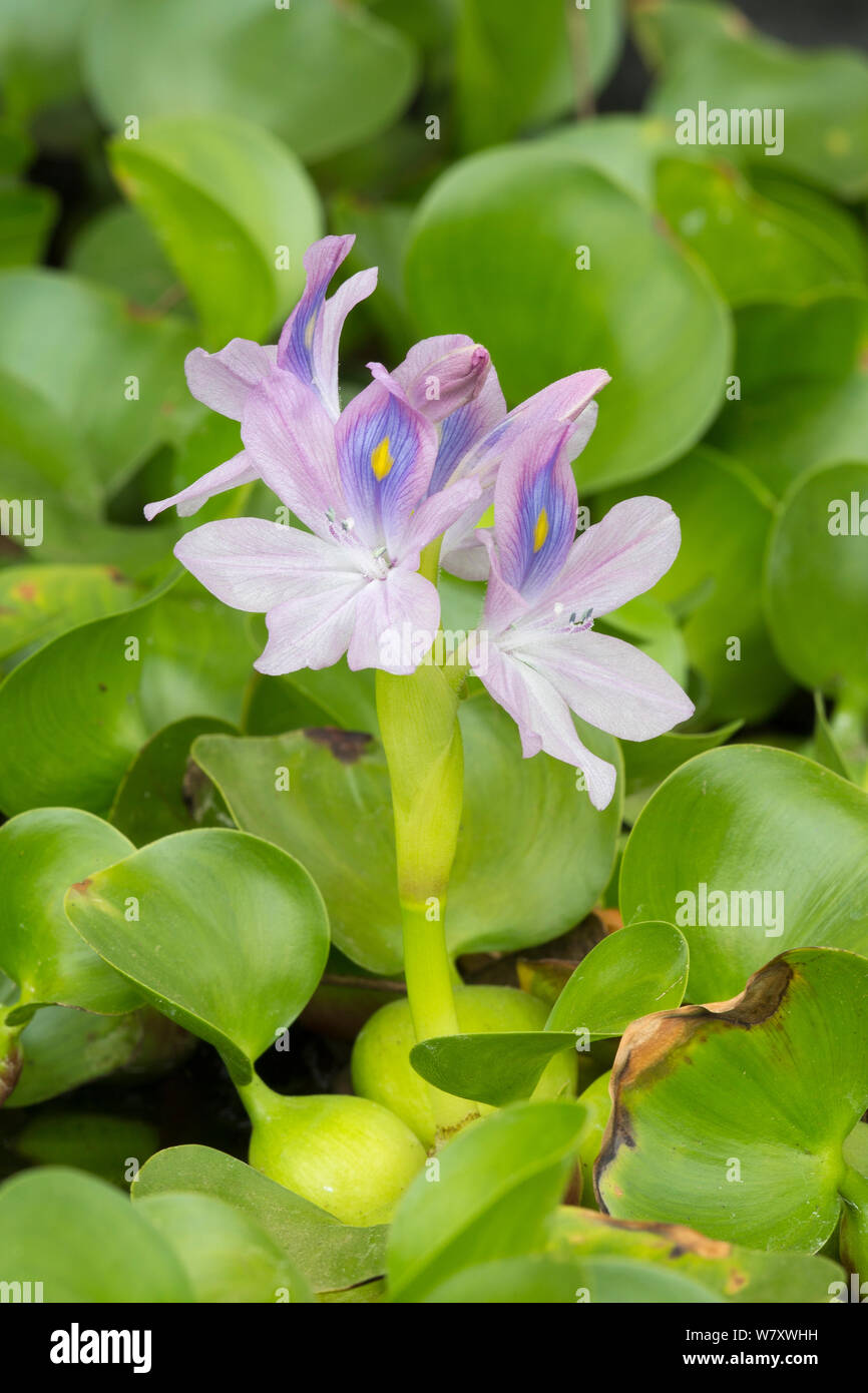 Water hyacinth (Eichhornia crassipes) cultivated, occurs in South America. Stock Photo