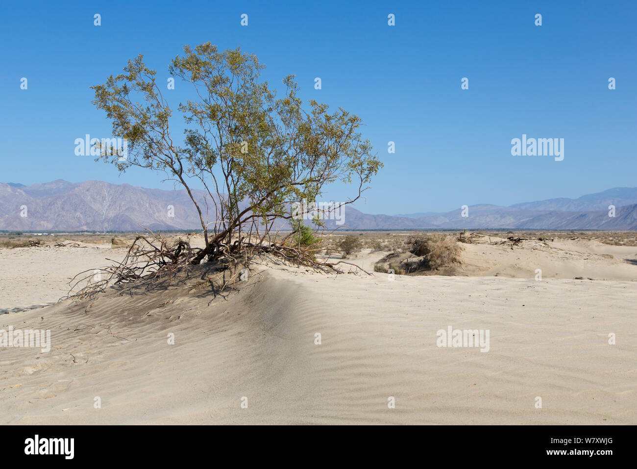 Creosote bush (Larrea tridentata) Anza-Borrego Desert, California, USA, May. Stock Photo