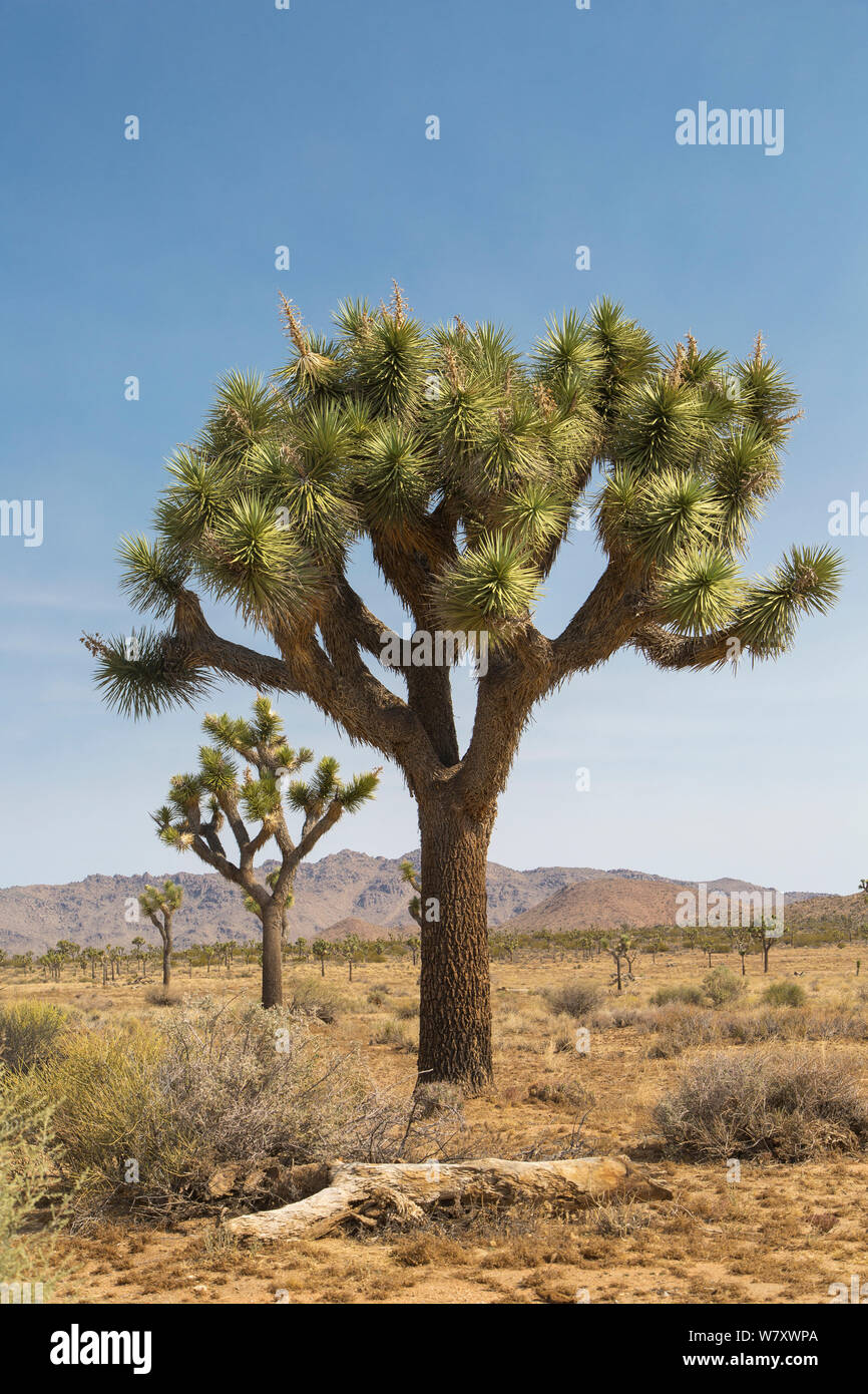 Joshua Tree (Yucca brevifolia) Joshua Tree National Park, California, USA, May. Stock Photo