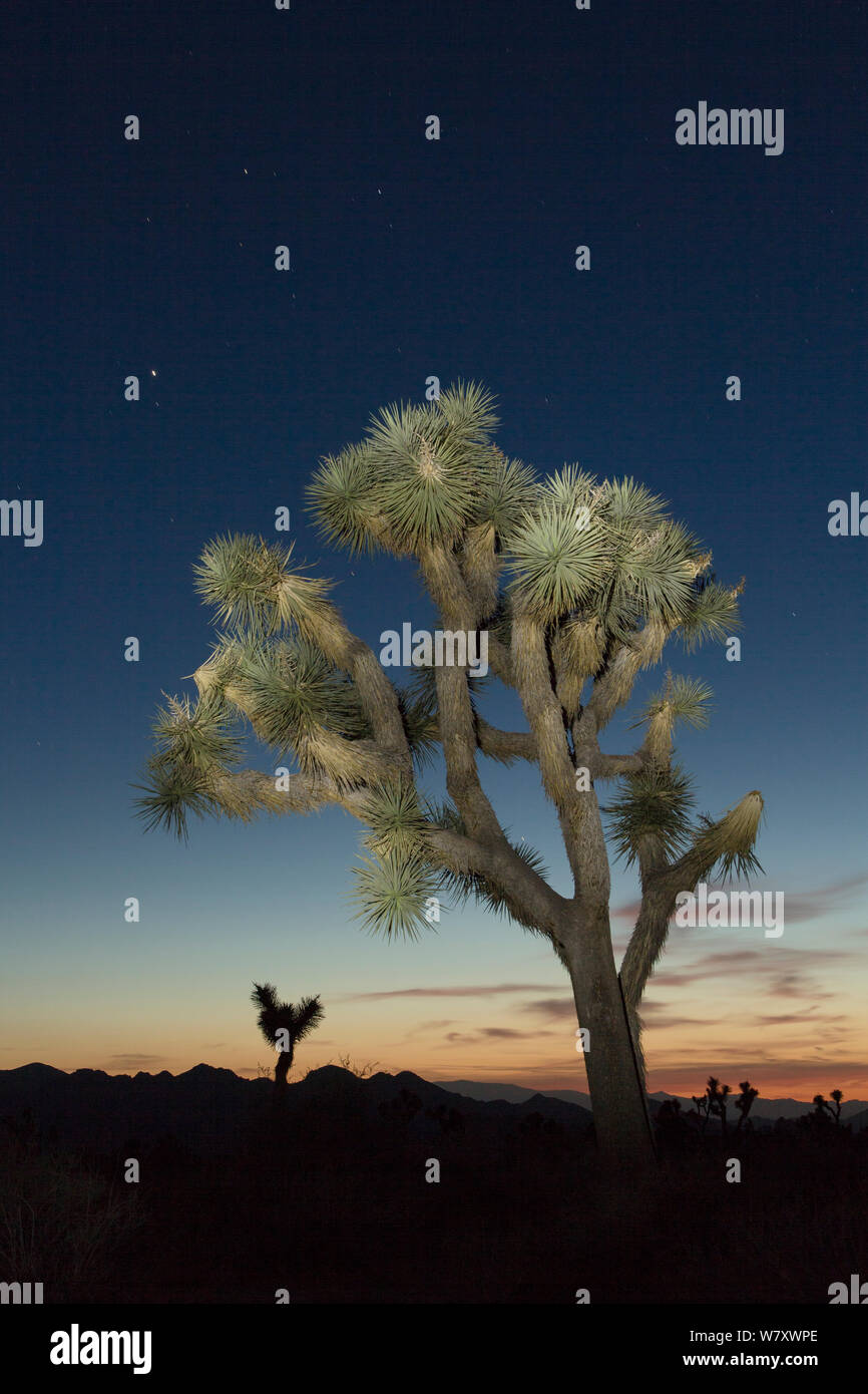 Joshua Tree (Yucca brevifolia) at sunset, Joshua Tree National Park, California, USA, May. Stock Photo