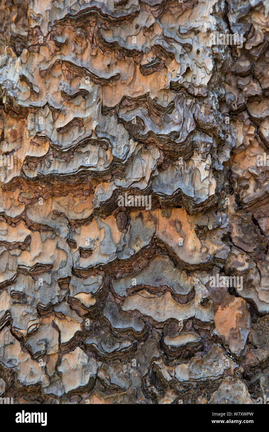 Bark of Giant Redwood tree (Sequoiadendron giganteum) Sequoia National Park, California, USA, May. Stock Photo